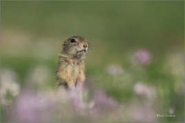 <p>SYSEL OBECNÝ (Spermophilus citellus) --- /European ground squirrel - Europäisches Ziesel/</p>